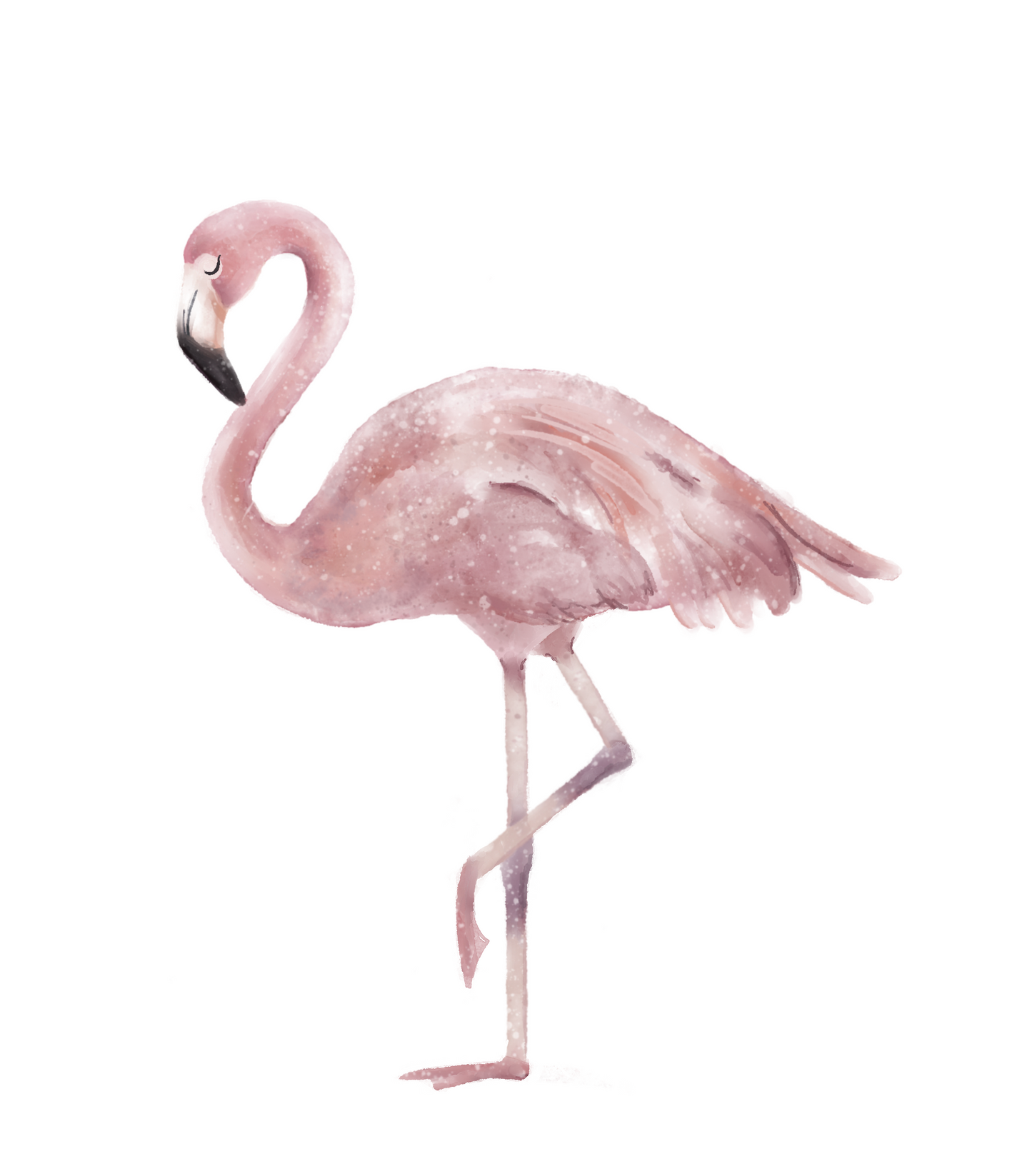 Flamingos