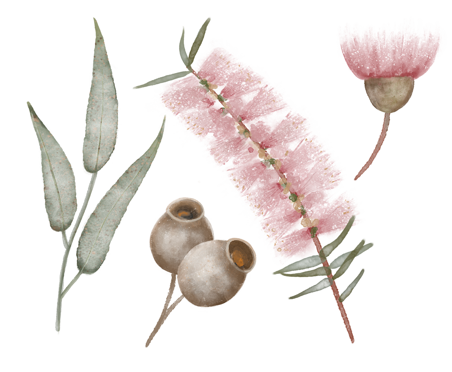Illustration of pink flowers and green leaves on a white background. Australian native florals non-toxic reusable wall decals Australian made