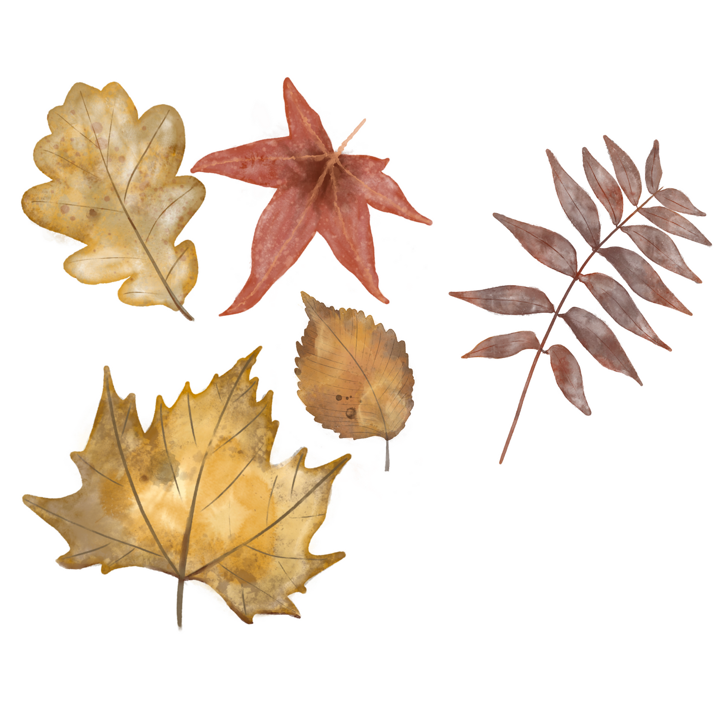 Autumn leaves wall decals. Non-toxic, eco-friendly, reusable wall stickers. Australian made.