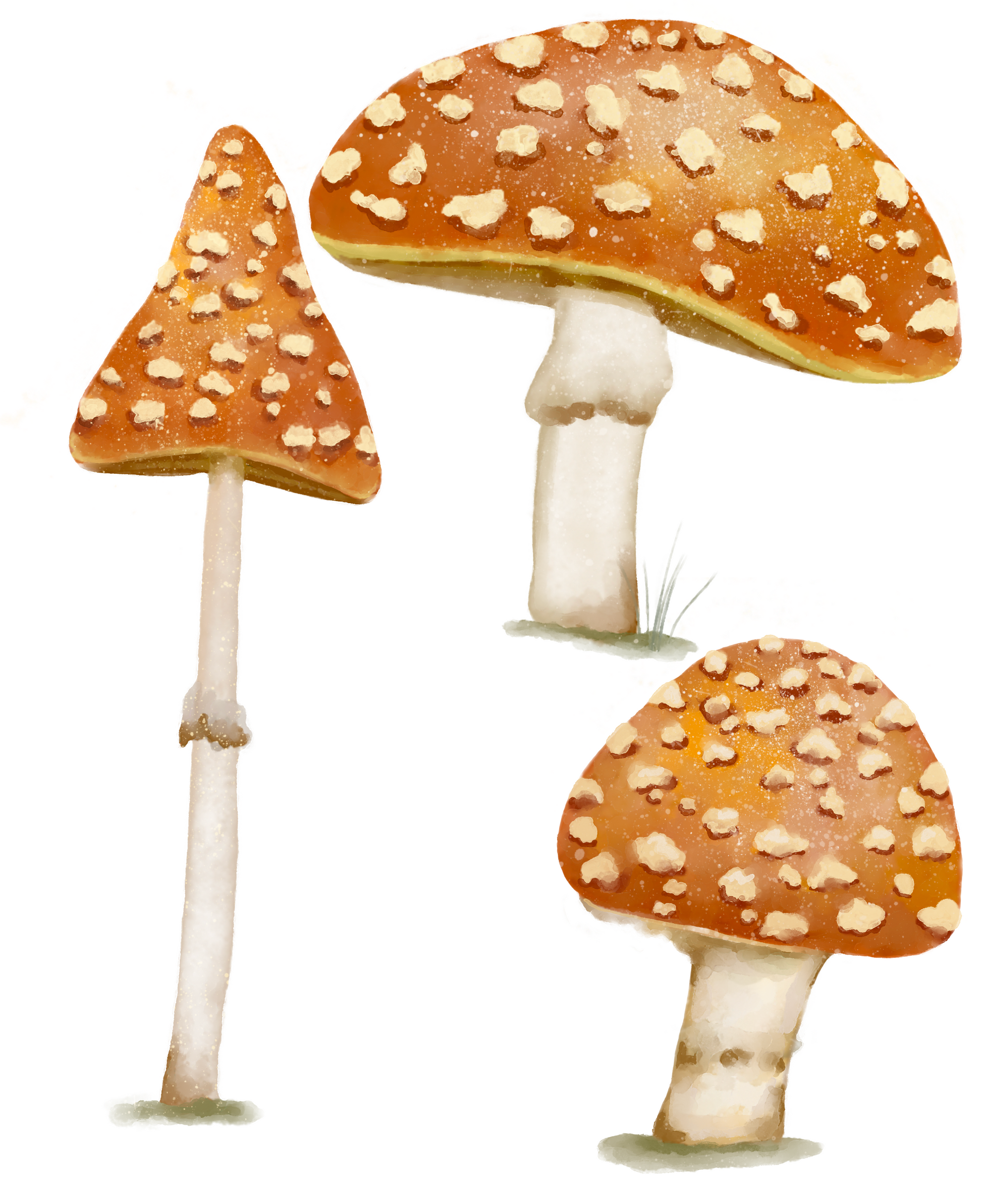 A set of toadstool wall decals in various sizes. Non-toxic reusable wall stickers. Australian made.
